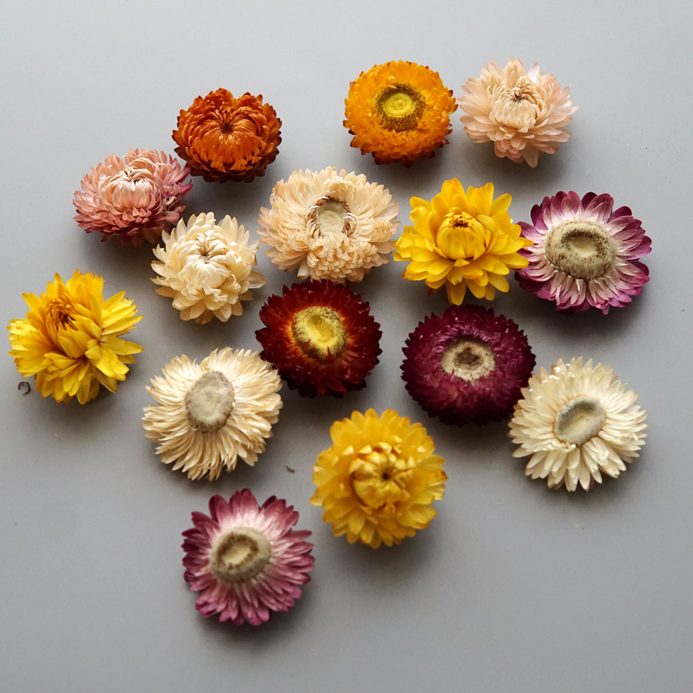 Natural Dried Colorful Chrysan - Hair Care Nature recension och pris